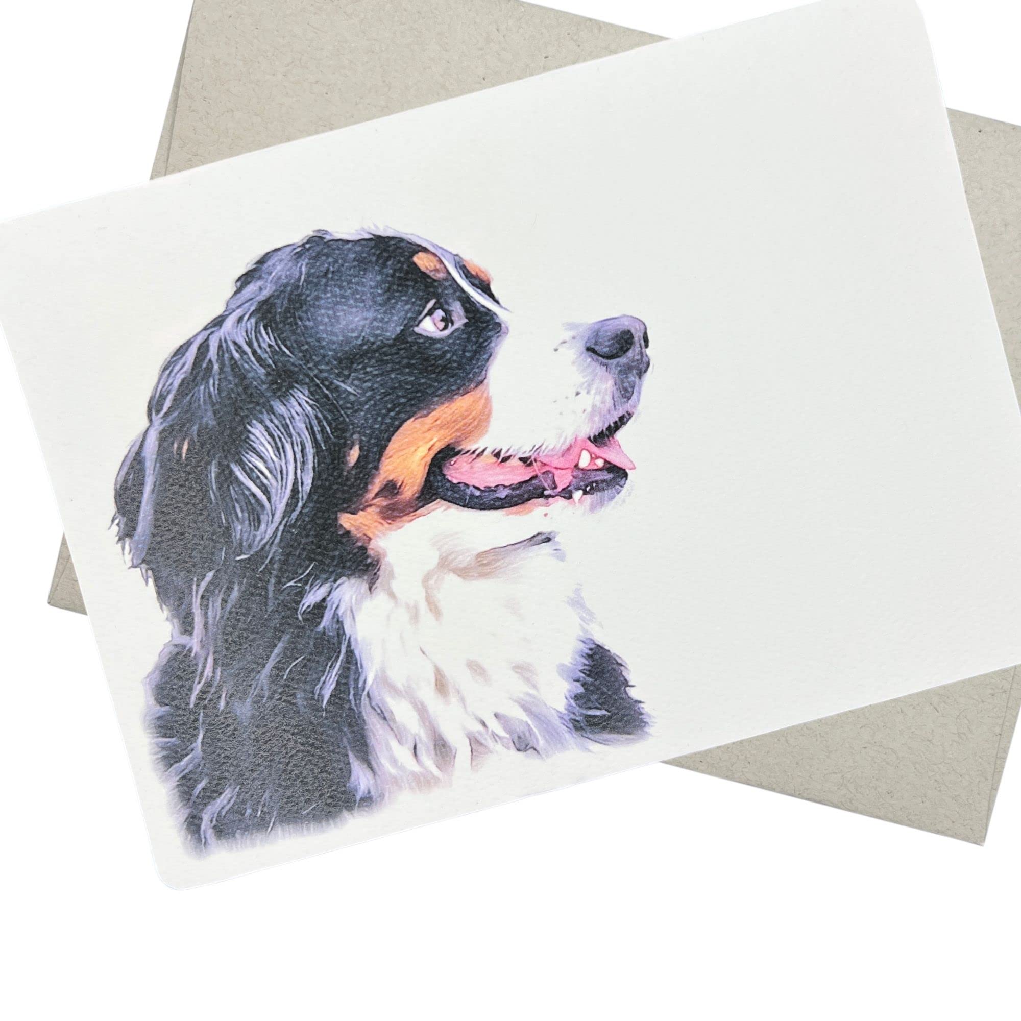 Playful Bernese Mountain Dog On White, Bernese Mountain Dog, Bernese - View #9