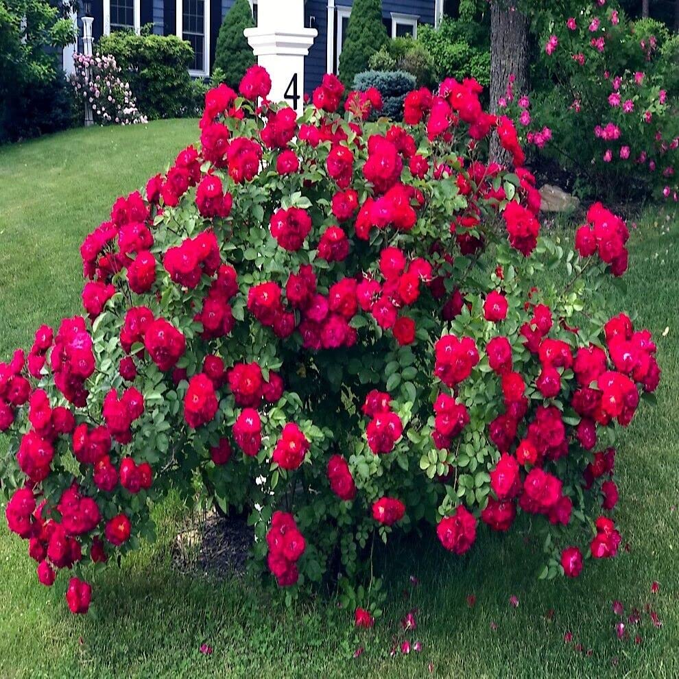 Amazon.com : 20 Seeds Japanese Red Rose Bush Flower Seeds | Rosa
