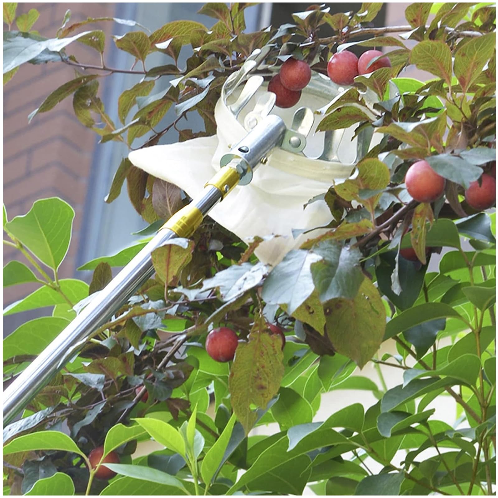 Obstpflücker, Obsternter Apfelpflücker mit 210 mm Teleskopstiel, Obstsammler zum Pflücken von hochwachsenden Früchten für Äpfel, Orangen,Mangos,Zitronen,Avocados und mehr Früchte,Gold