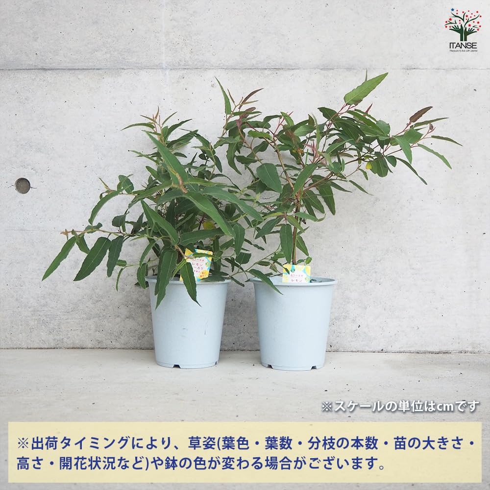 Amazon.co.jp: ITANSE レモンユーカリ 5号 1個売り【品種