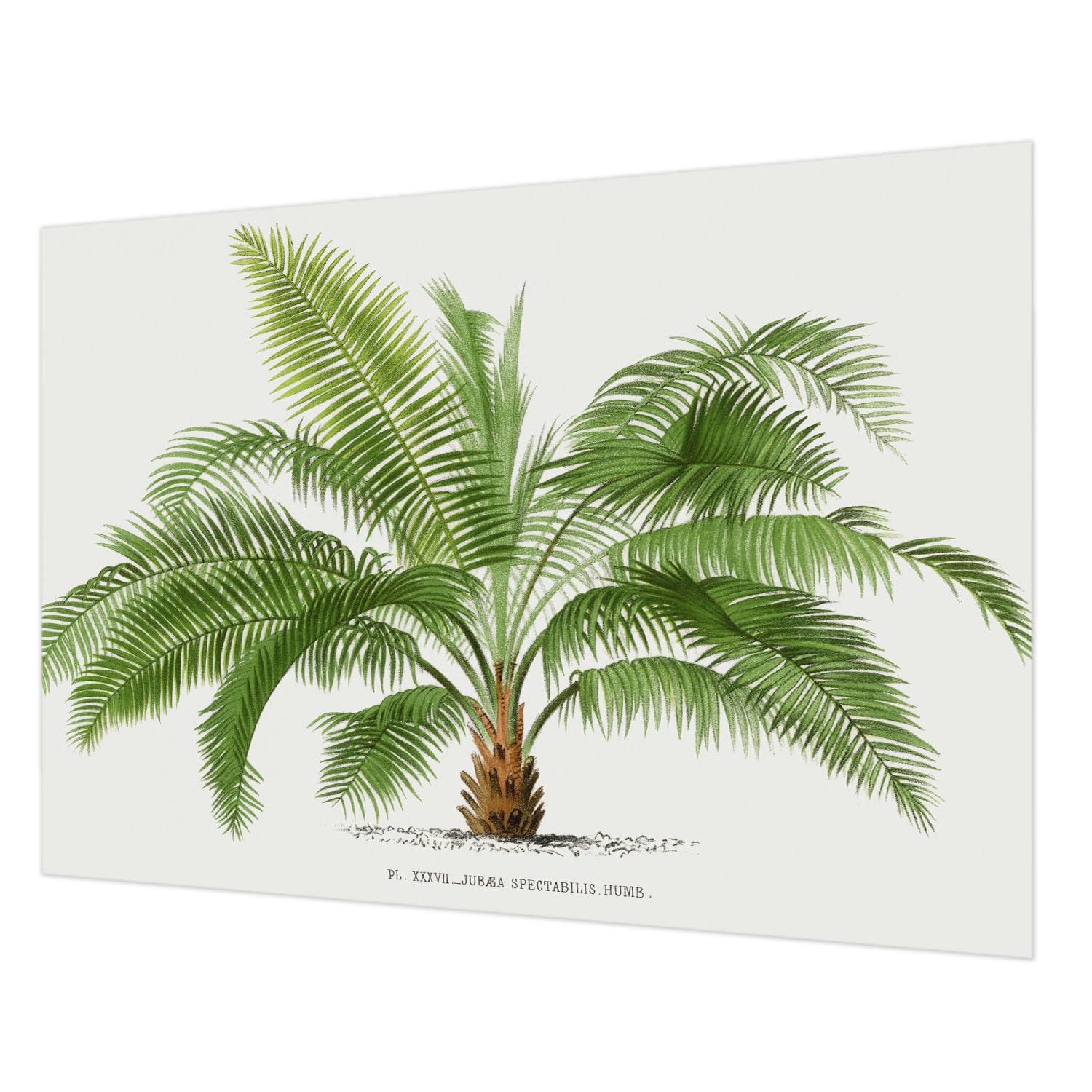 Papier peint intissé palmier brillant lavable pour rénover facilement vos murs
