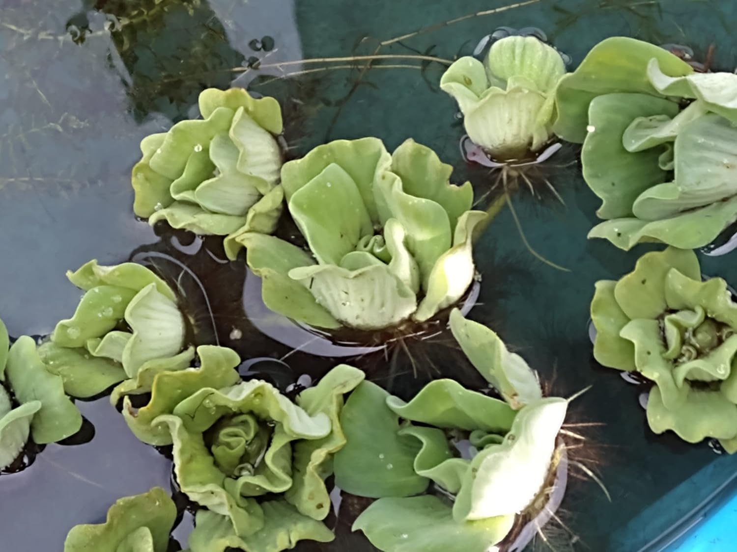 Water Lettuce (12 Count) (Pistia stratiotes) Live Aquatic Floating Pond Plants