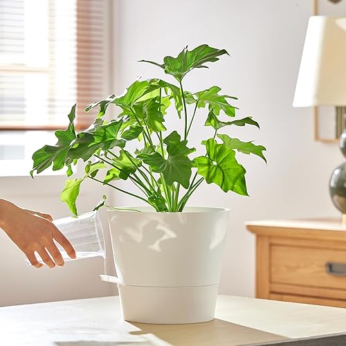 Miniatura 9 de FaithLand Paquete de 2 macetas de 8 pulgadas para plantas de interior y exterior, macetas de riego automático con depósito profundo, color blanco