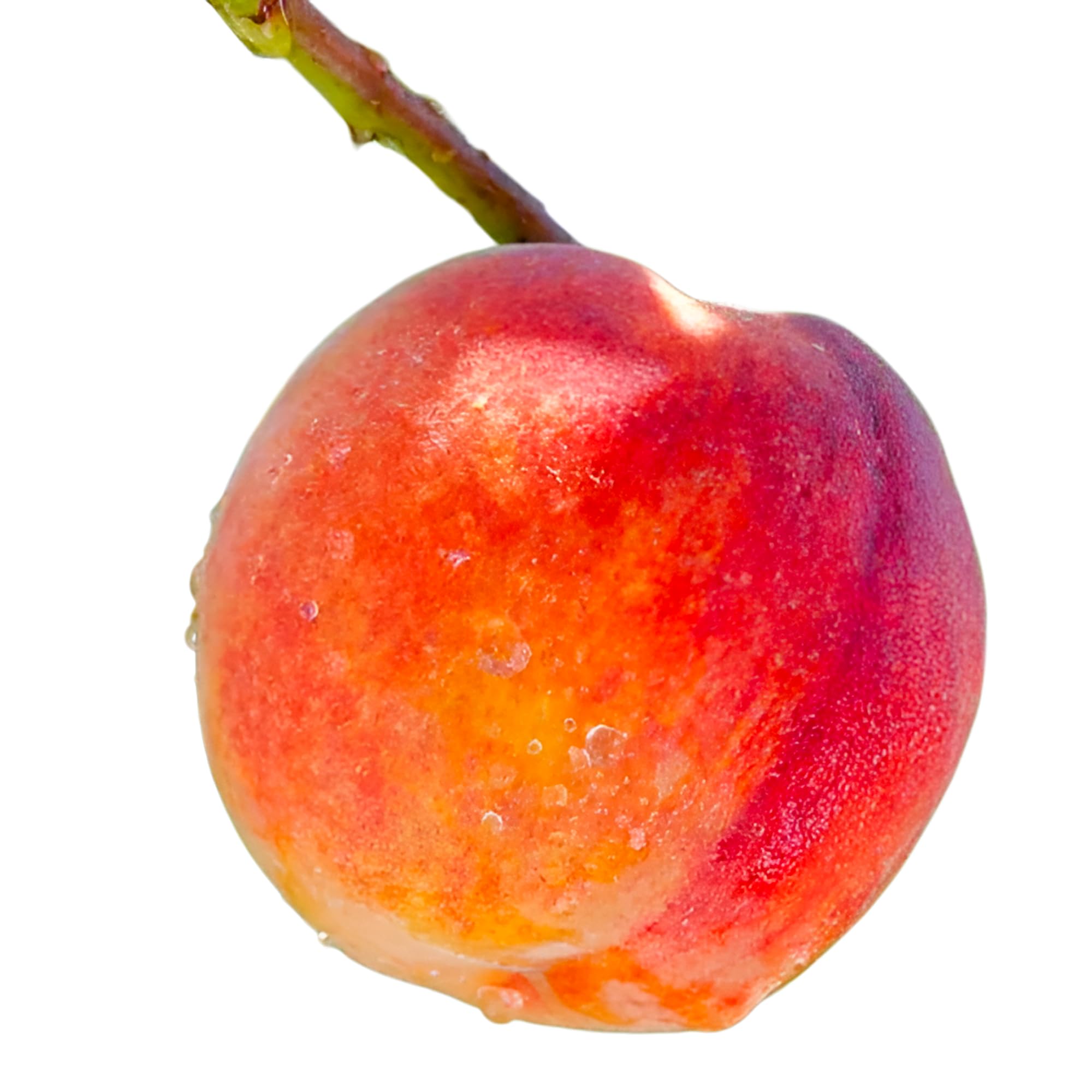 Contender Peach Tree 5 gal