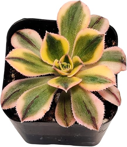 Miniatura 10 de FOLIAGEMS Plantas de cactus suculentas vivas de USKC (maceta de 2 pulgadas) (jade tigre de crassula)