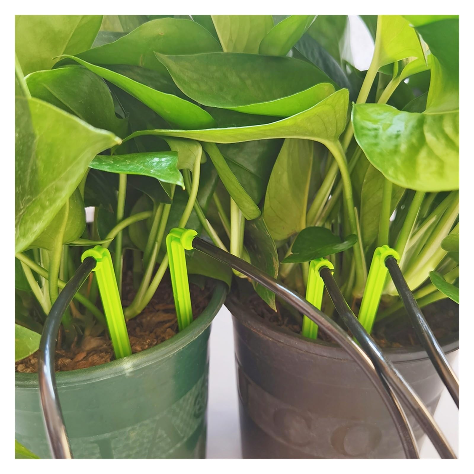 50-1000 goteros verdes de 1/8 pulgadas for sistema de microgoteo de jardín | Emisores de flechas curvadas for riego por goteo de jardines en macetas.(Black-1000pcs)