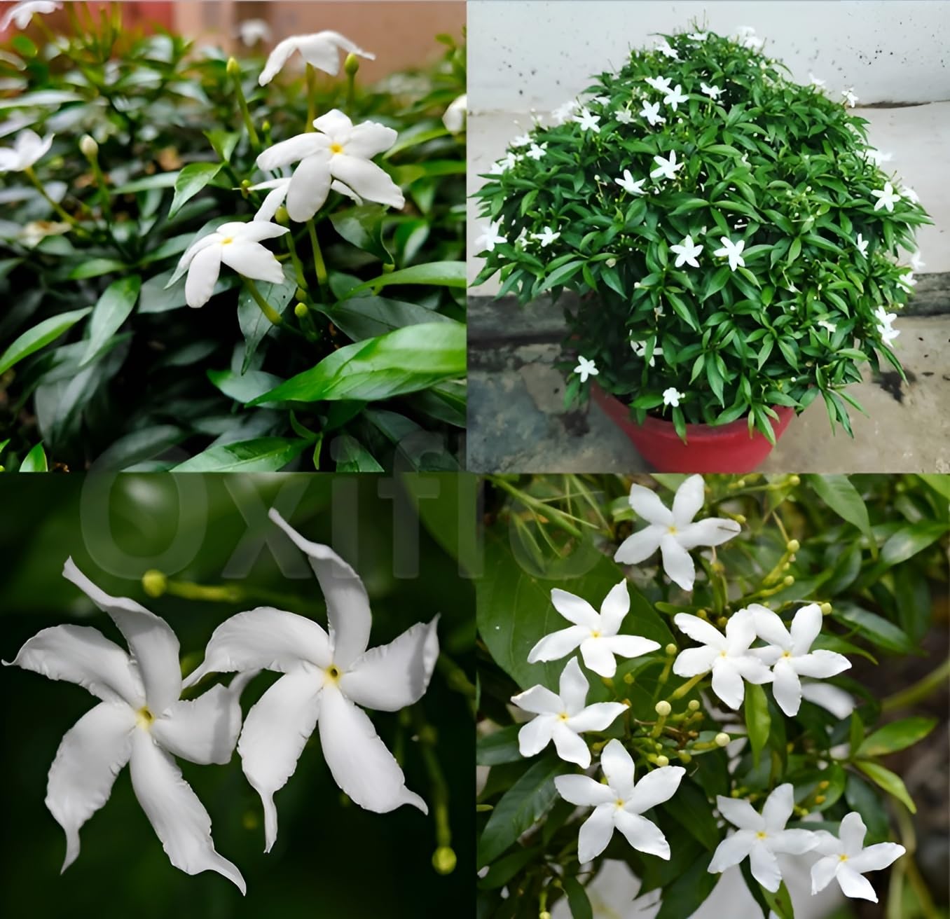 Oxiflora® Tagar Mini Chandni Crape Jasmine Flower Live Plant Original Variety (Pack of 1)