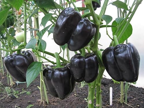Miniatura 5 de Semillas Dulce Pimiento Negro Vegetal Heirloom para Plantar No GMO