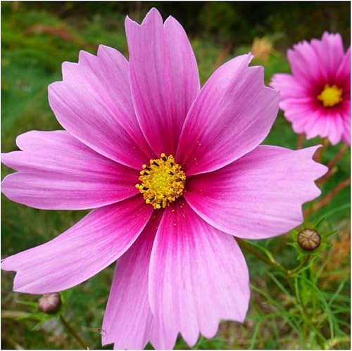Miniatura 4 de Seed Needs, Gloria Cosmos Seeds - 400 semillas tradicionales para plantar Cosmos bipinnatus - Flores silvestres polinizadas abiertas para cultivar