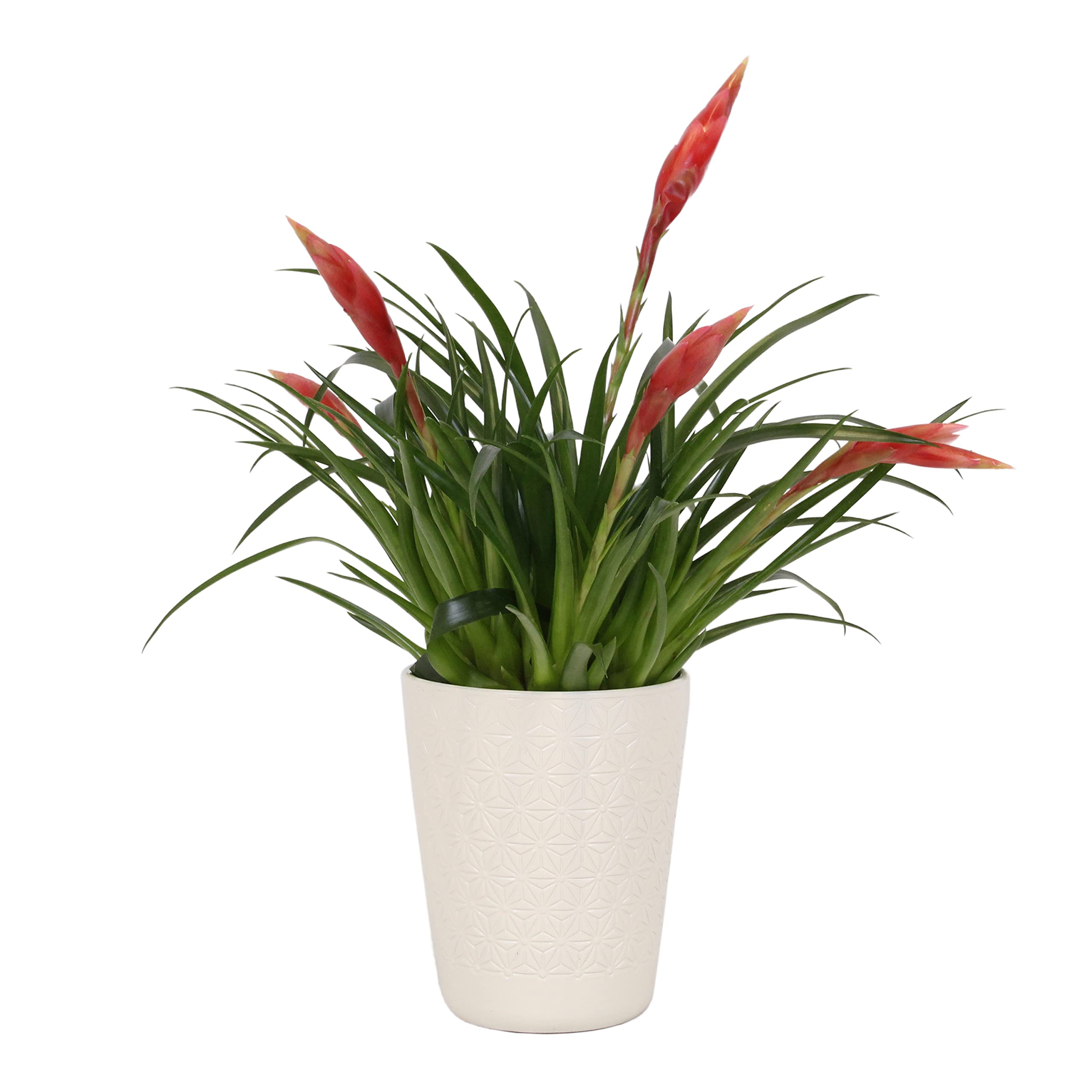 Blume von Botanicly  Flammendes Schwert Bromelie  Hhe: 30 cm  Vriesea  Multiflora Astrid : Amazon.de: Garten