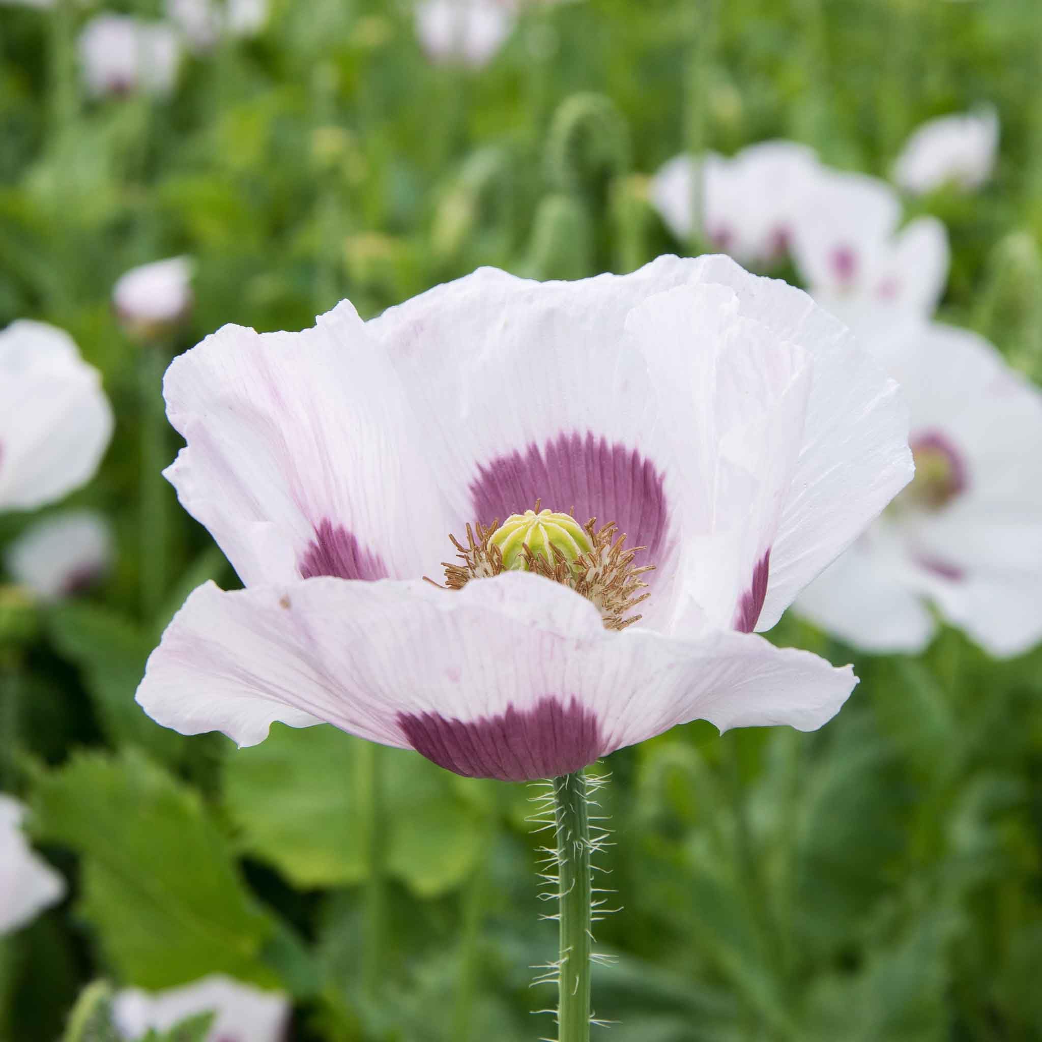 Amazon.com : Eden Brothers Poppy Seeds - Blue Moon : Patio, Lawn