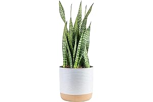 Floor Snake Plant for Living Room
