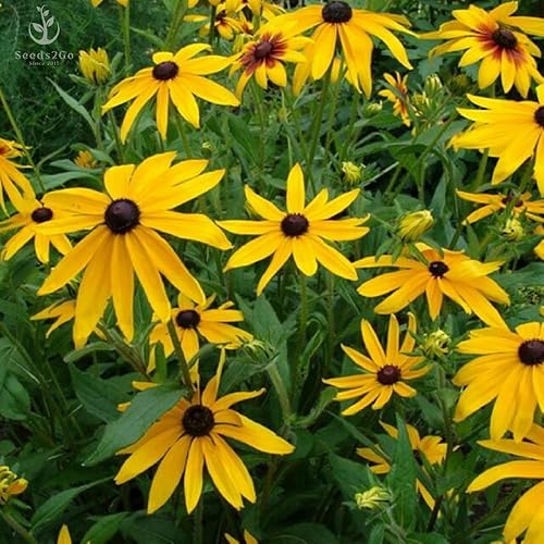 Miniatura 2 de Paquete grande de 100.000 semillas, semillas de flores de Susan de ojos negros (Rudbeckia Hirta) sin OMG de Seeds2Go