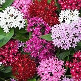 100+ Perennial Pentas Lucky Star Seeds for Planting Outdoor-Pentas Lanceolata Flowers Seeds Non-GMO -Egyptian Star Cluster Seeds Garden Home Plant