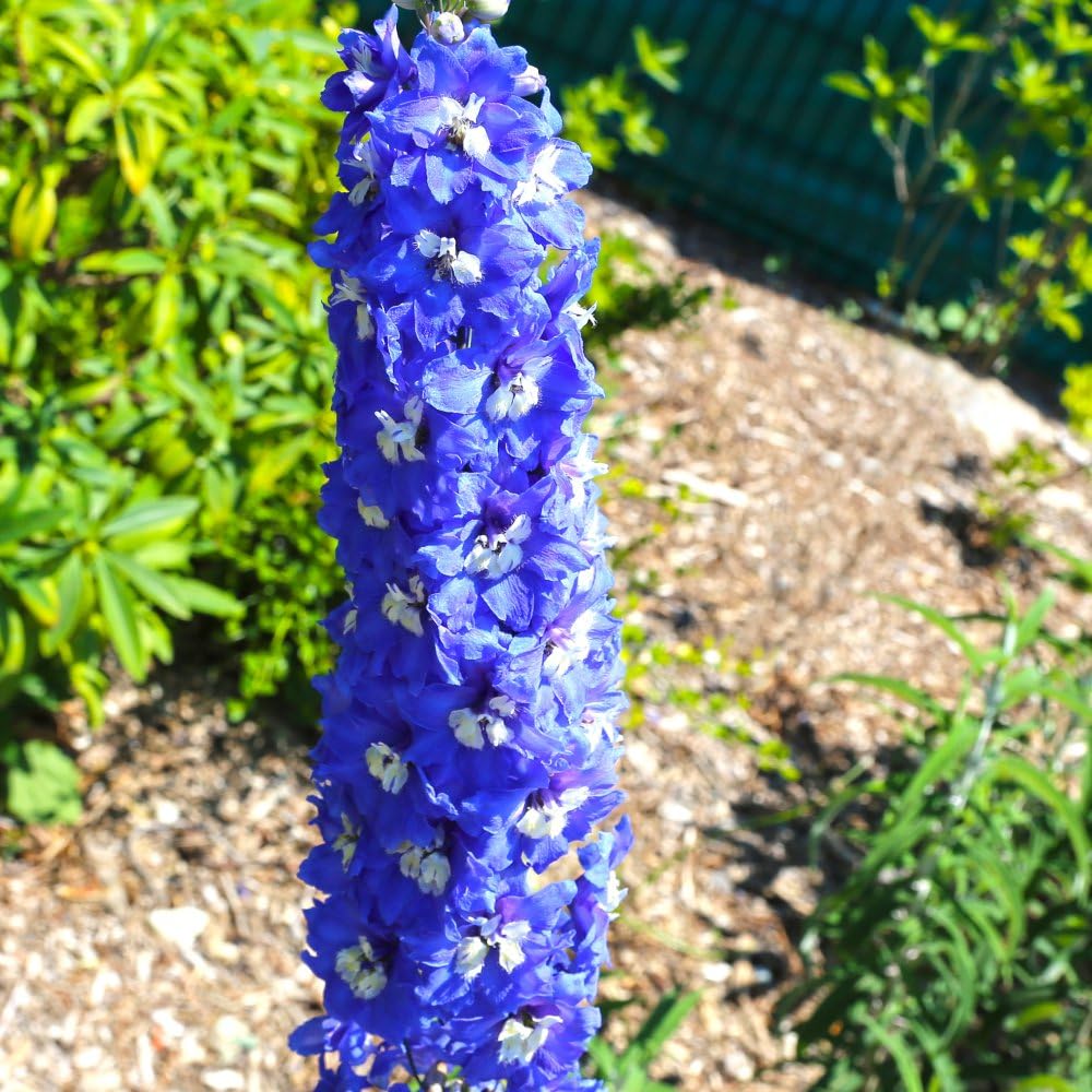 Delphinium 'King Arthur' - Hardy Perennial with Vivid Blue Flowers and White 'Bee' Centre - Tall Stately Plant for Borders and Cut Flower Gardens – 2X 1 Litre Potted Plant by Thompson & Morgan