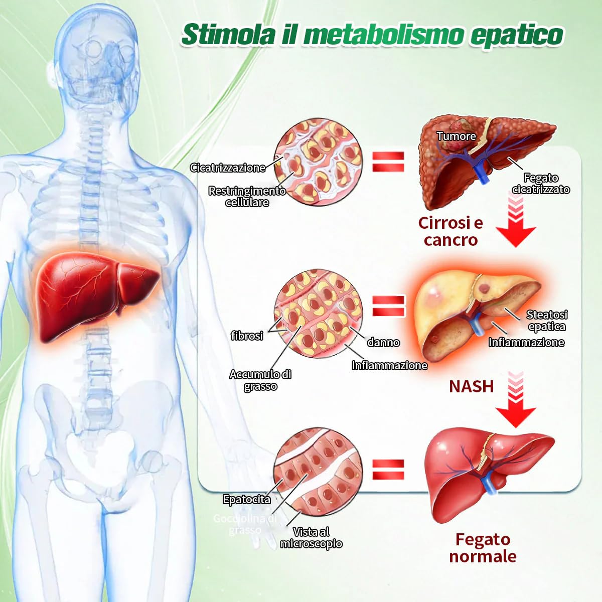 Purelora ACV x EGCG Patch Avanzato Nano Microneedle 10-in-1, Naturali Cerotti Dimagranti Efficaci, Purelora Moringa Cerotti, per Addome, Braccia e Gambe (2 Scatole)