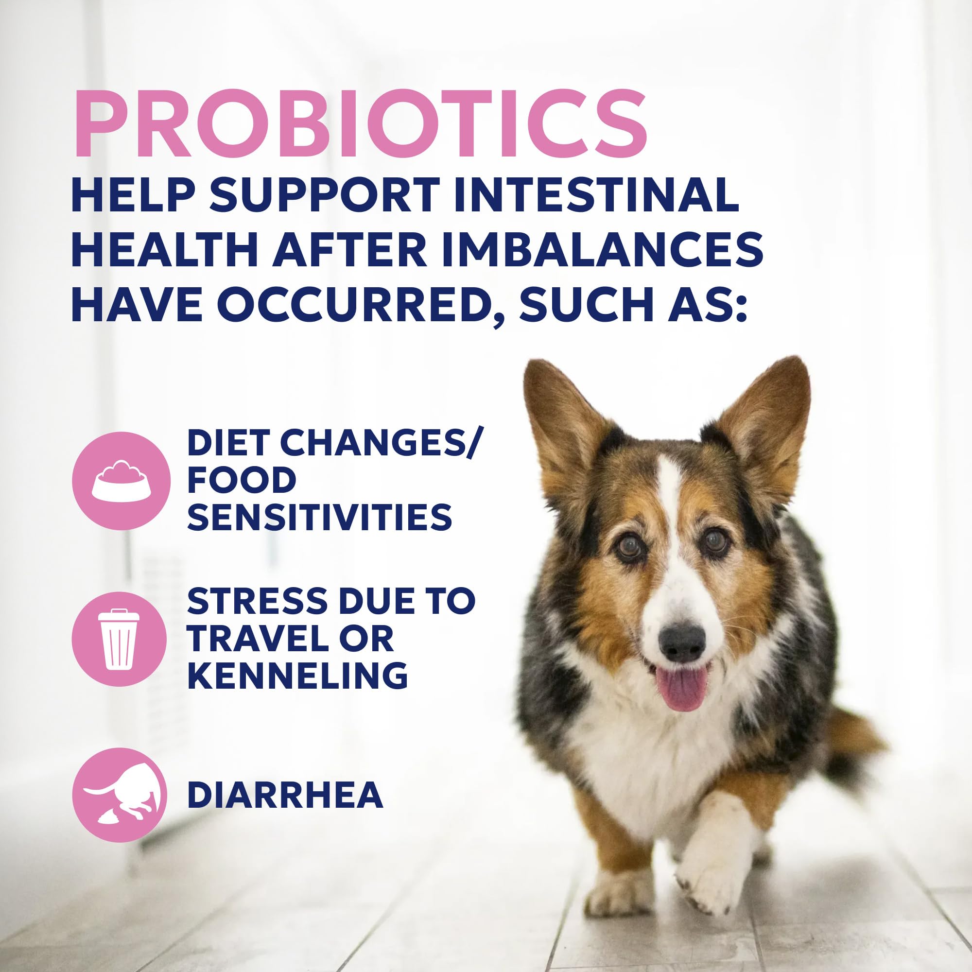 Nutramax Proviable Probiotics + Prebiotics for Dogs, Chewable Tablets, 60ct — Amazon image 6