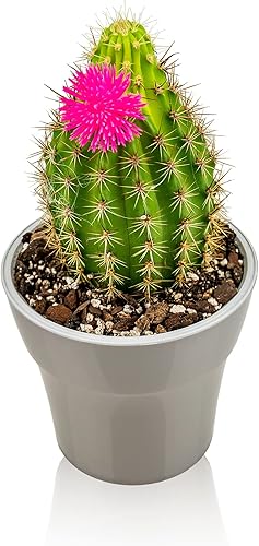 Miniatura 6 de Gardenera - Mezcla multiusos profesional para suculentas de primera calidad, premezclada, lista para usar para cactus y suculentas, musgo de turba