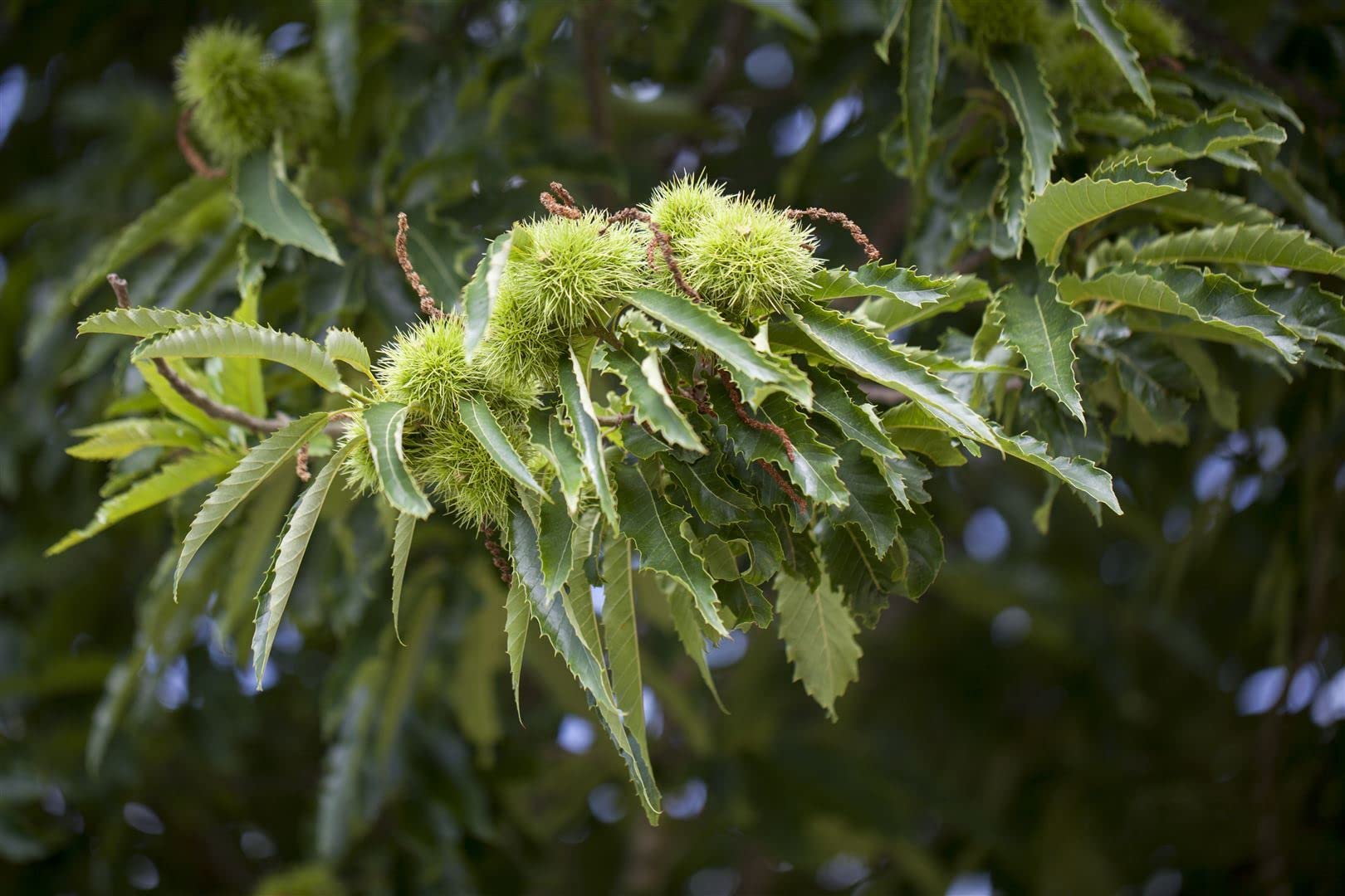 Esskastanie Castanea sativa 125-150 cm Obstbaum winterhart