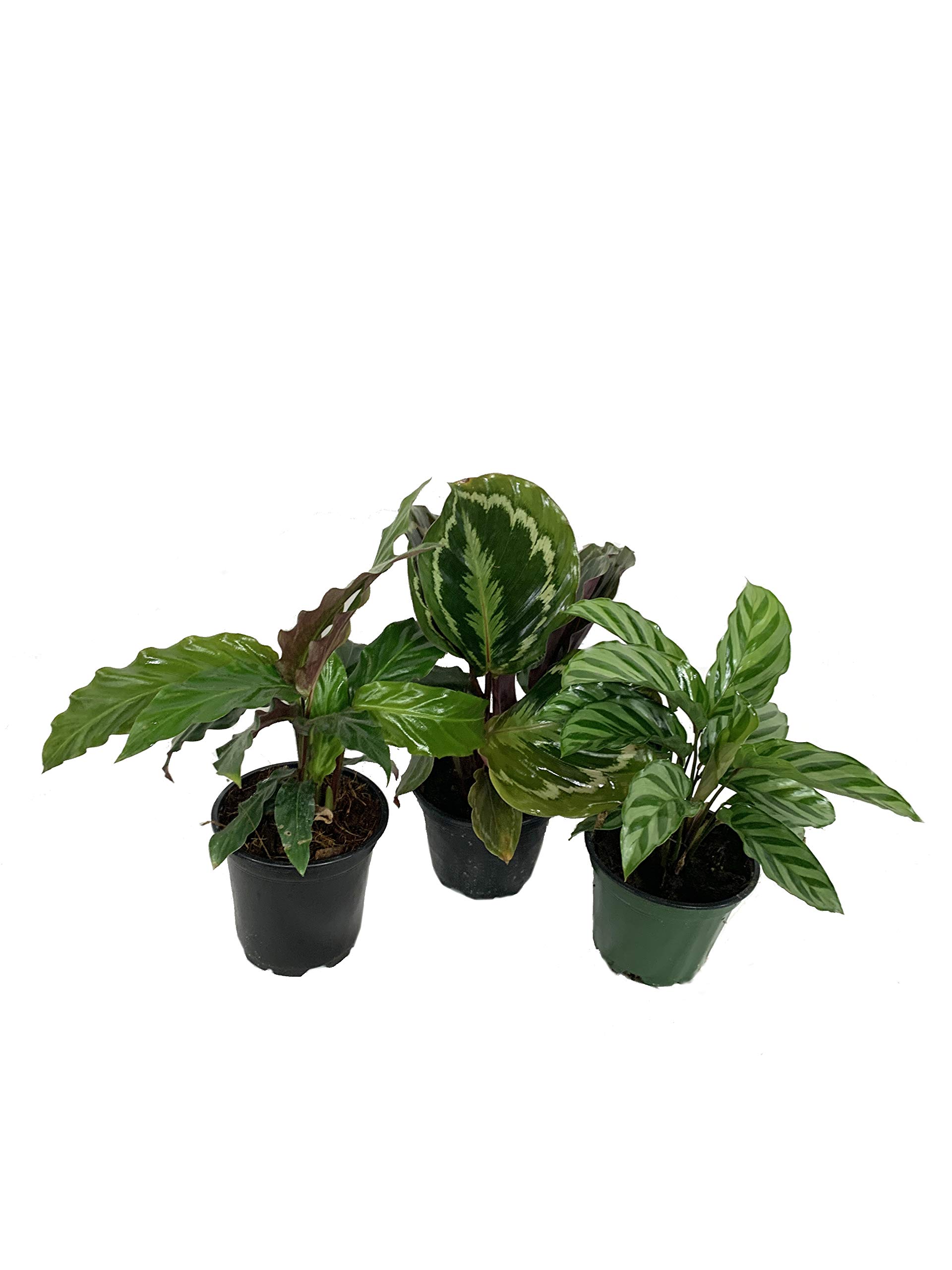 Buy Rare Calathea Indoor Houseplant MultiPack 3 Live Plants in 4 Inch Pots Calathea