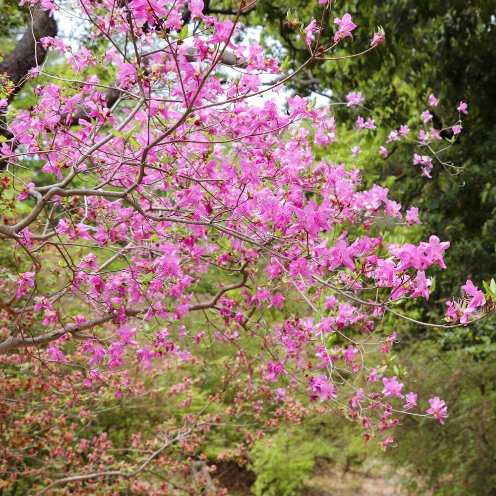 Amazon | 赤花ミツバツツジ根巻き大苗 庭木 低木 | 植木
