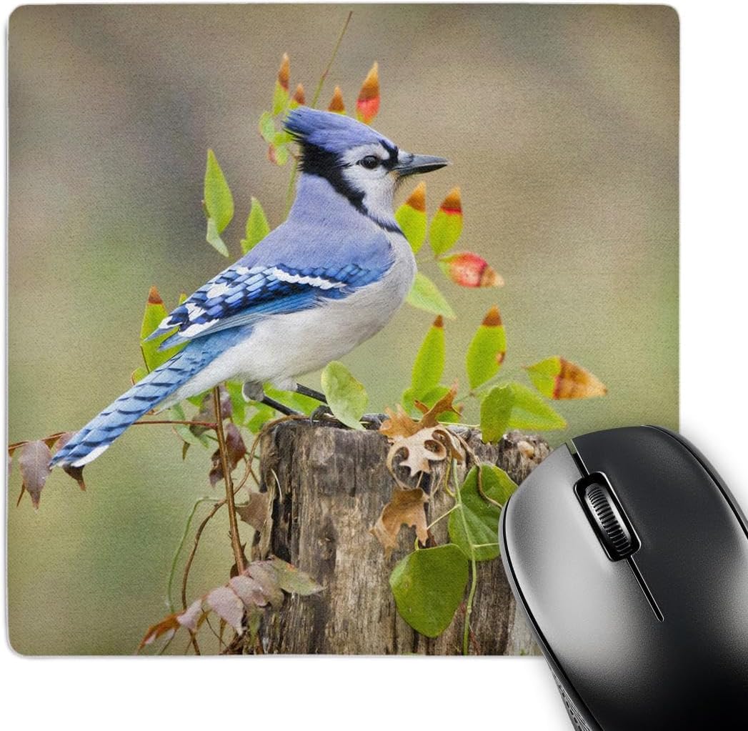 3dRose Desk Organization Mouse Pad, Blue Jay Bird, Adults, Autumn, Texas, USA - US44 LDI0795 - Larry Ditto, 8" x 8" (mp_146920_1)