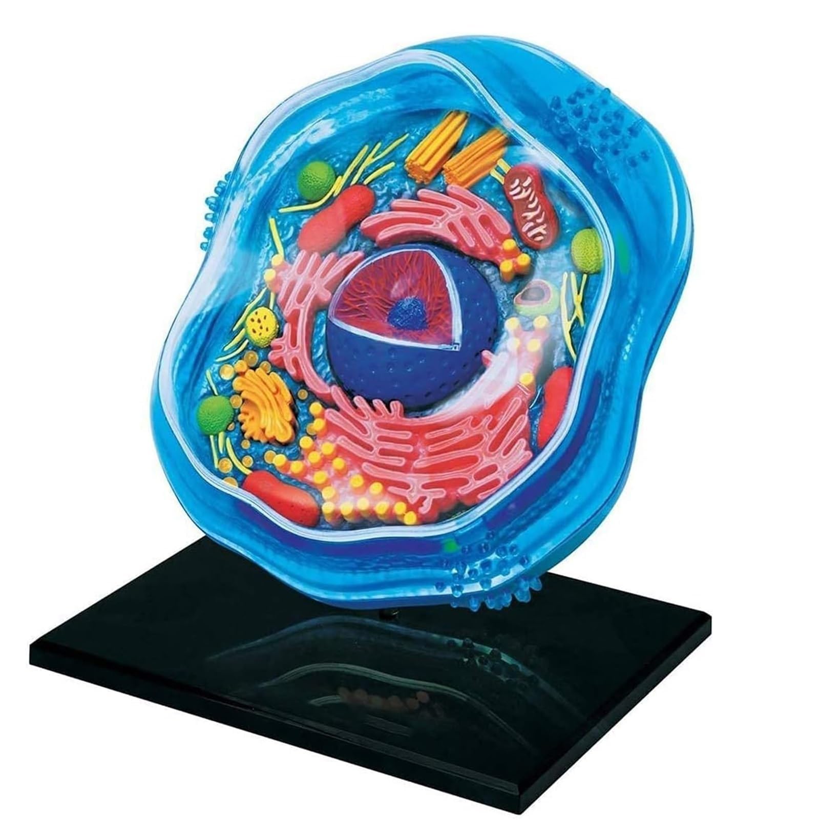 YNIYUJKL Biology Animal Cells Organ Anatomical Model, Cell Membrane Structure Anatomy Component,Assembly And Medical Lessons Cell Model Teaching For Study Display