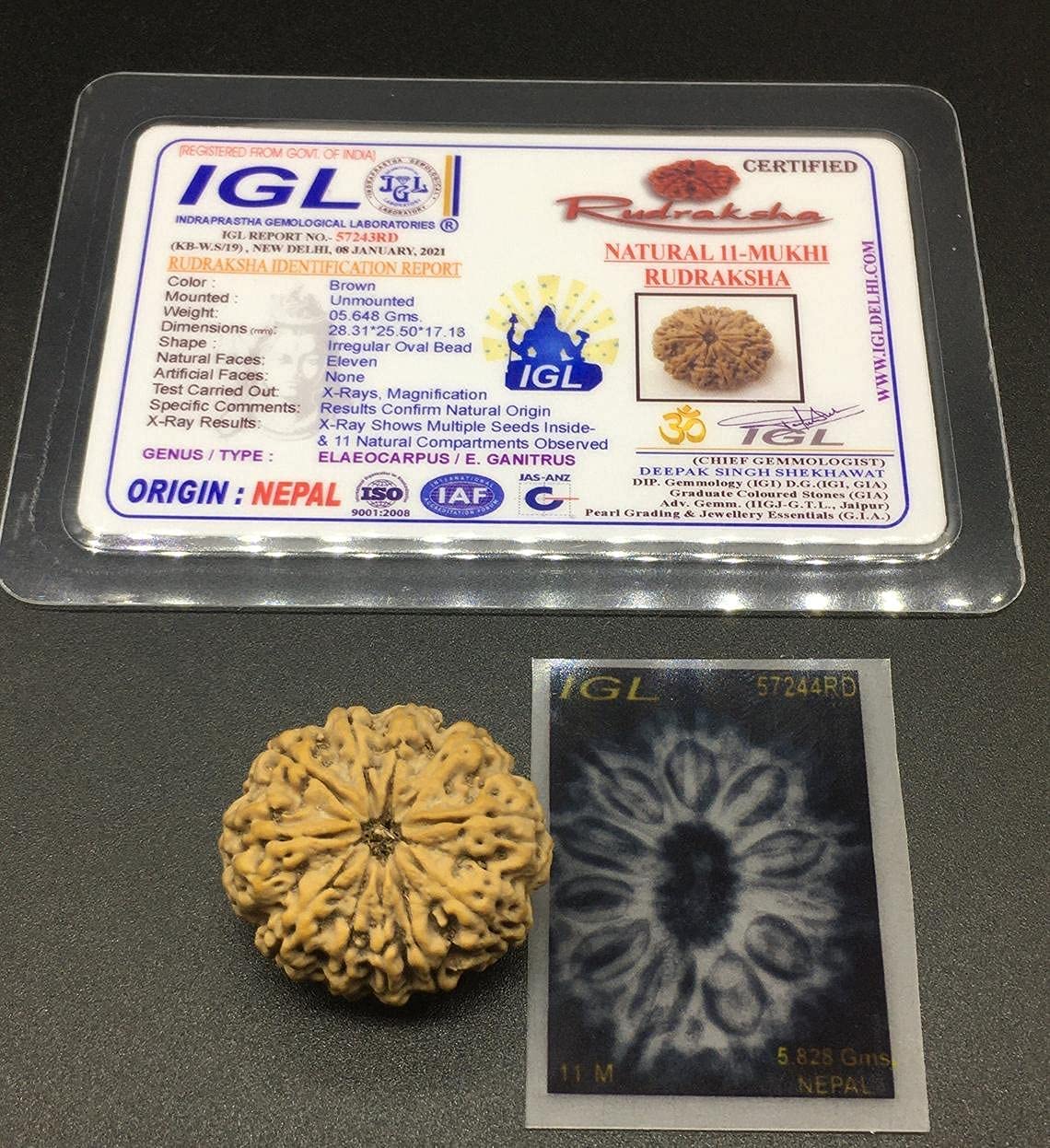 11 Mukhi Nepal Rudraksha de 28mm et 5g pour la meditation quotidienne et spirituelle