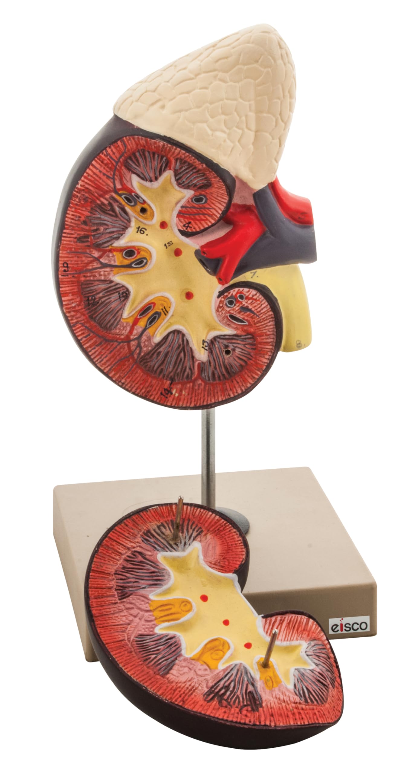 EISCO Life Size Human Kidney Model, 2 Parts with Adrenal Gland - Easy Identification & Learning with 16 Callouts