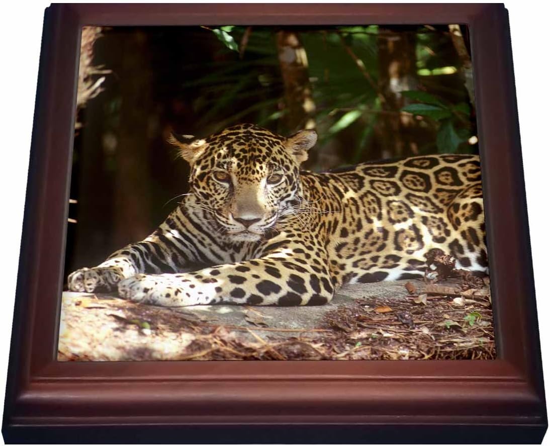 3dRose Belize, Jaguar in the Jaquar Preserve SA02 GJO0158 Greg Johnston Trivet with Ceramic Tile, 8" x 8", Brown