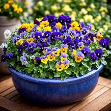 Pansy Winter Flowering Seeds   Vibrant Blooms for Cold Seasons   Must Have for Beddings, Containers & Hanging Baskets   Hardy Annual   for Your Beautiful Garden