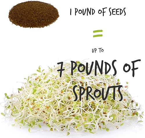 Miniatura 4 de Semilla de germinación de lentejas verdes secas orgánicas certificadas: 4 onzas - Handy Pantry Marca: lentejas secas para plantar semillas de