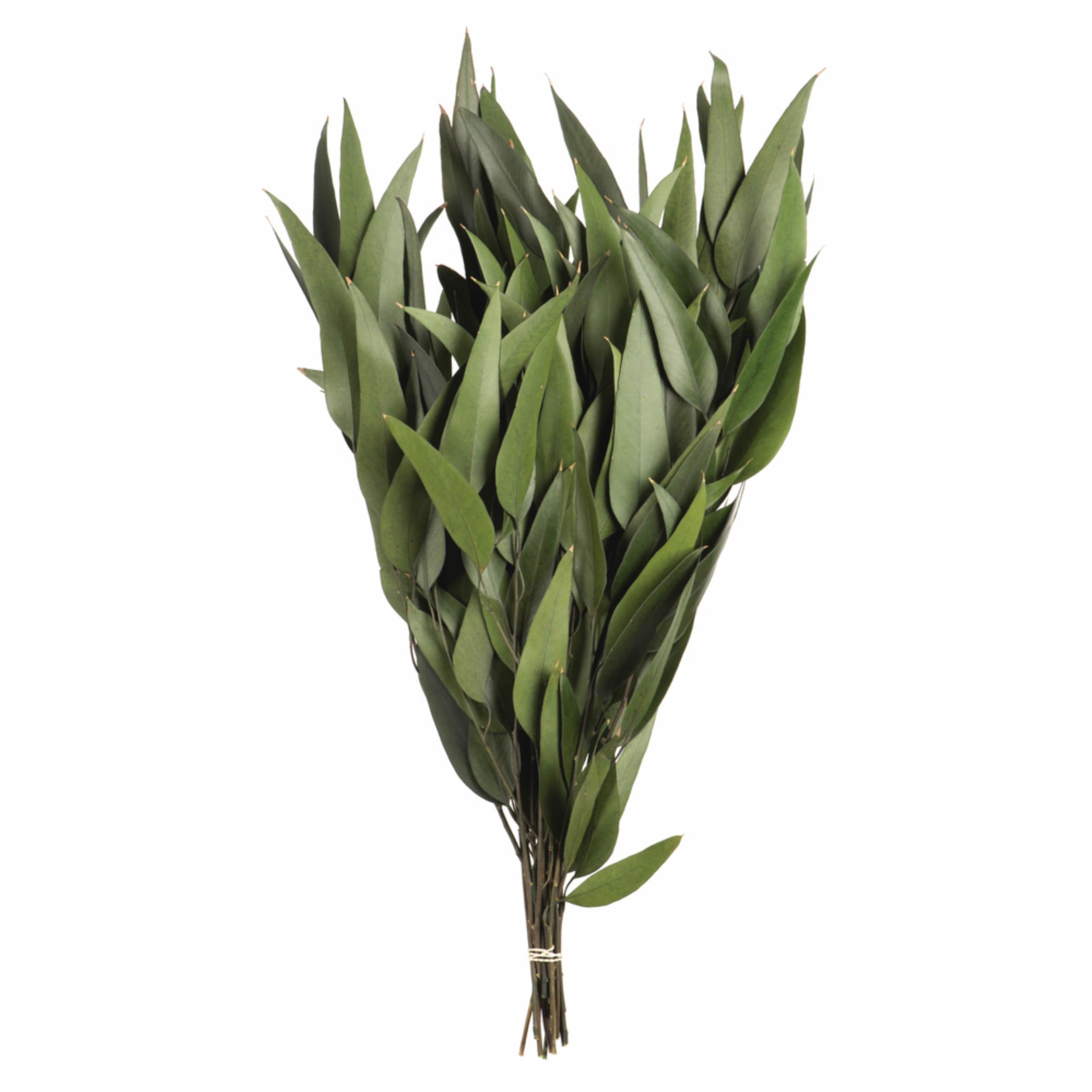 Vickerman 18" Green Weeping Willow Eucalyptus Bundle Long Stem - 5 oz Bundle 2 - Real Preserved Foliage Decor for Home or Everyday Arrangements -