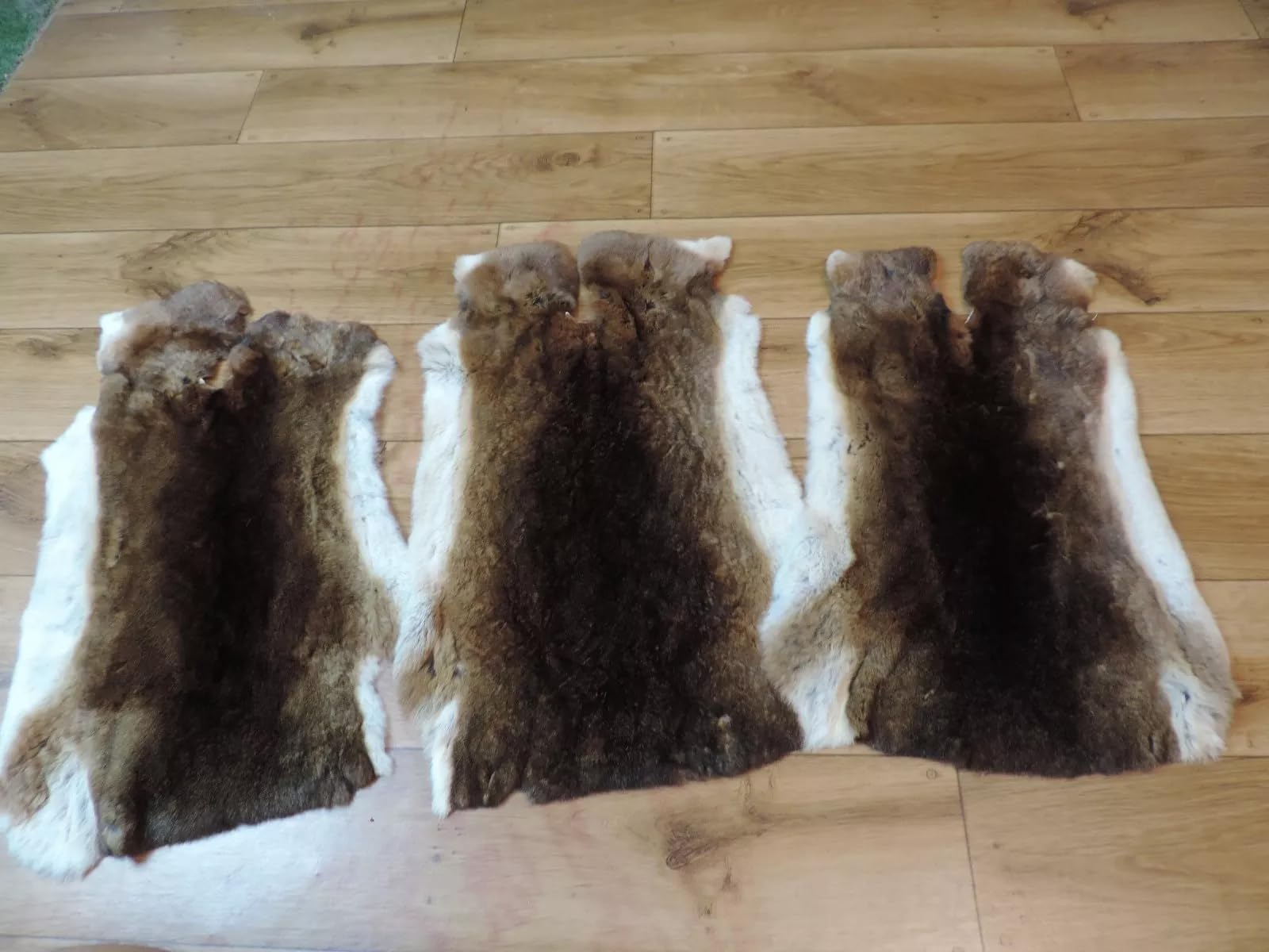 Premium Rex Kaninchen Felle Rexkaninchen Kaninchenfell Kaninchen Fell Hasenfell (Castor Rex mit Fehlern)