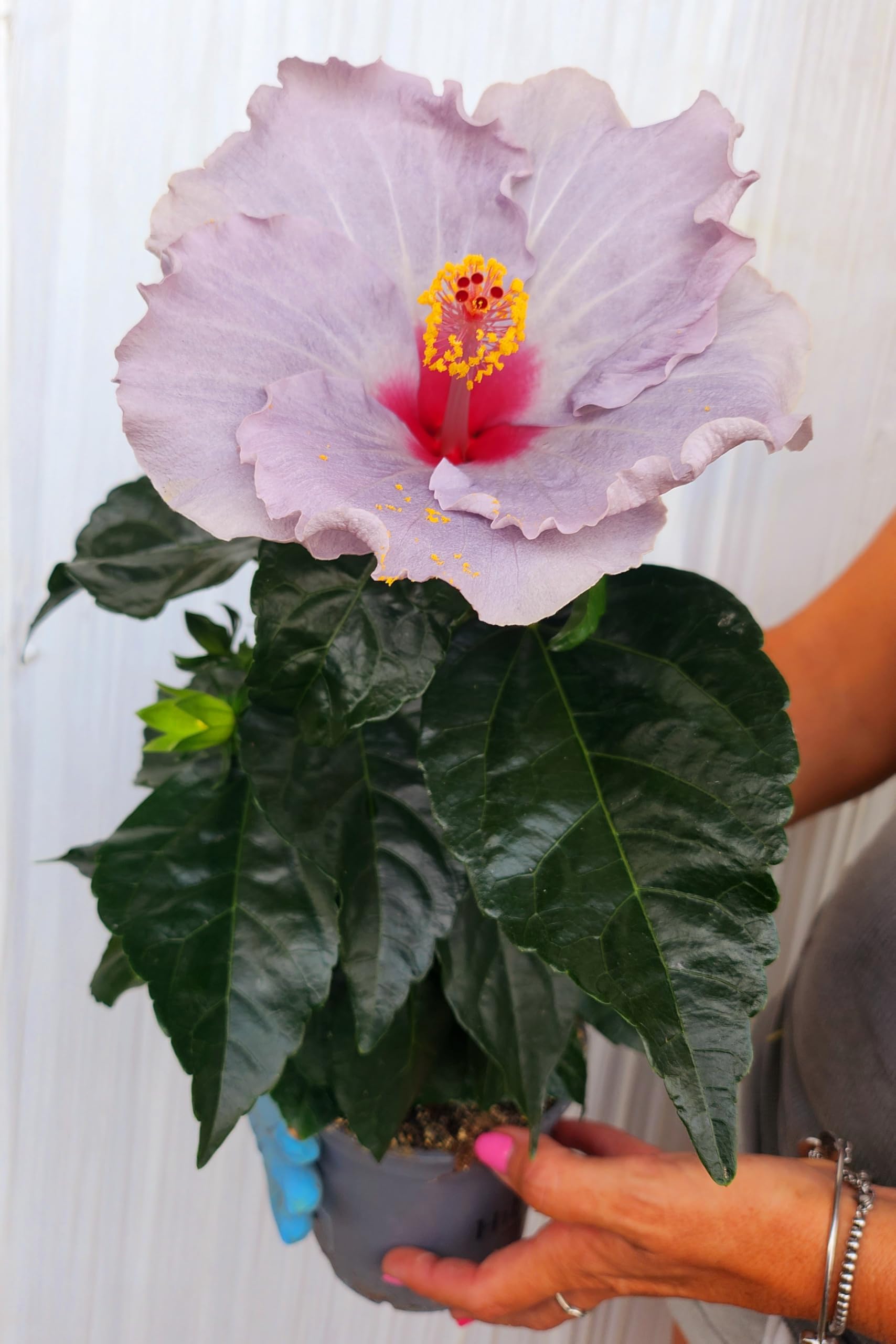 POWERS TO FLOWERS - HYBISCUS, IBISCO COLOR LAVANDA, VASO 14CM, FIORE XXL, pianta vera