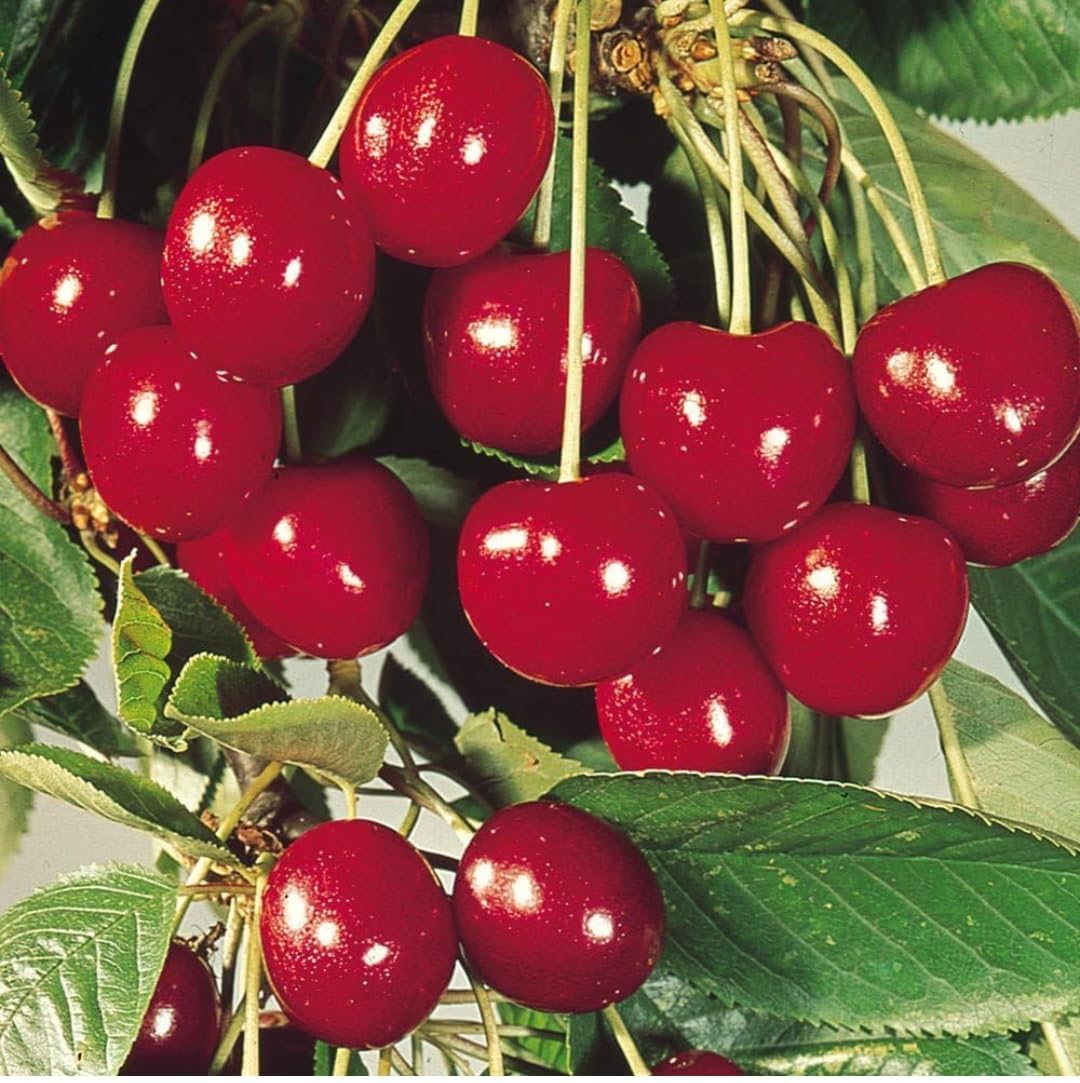 See full amazon price history chart for Cloud Farm CHERRY PLANT (PACK OF 2) GRAFTED- Fruit Tree - Live Outdoor Garden Plant,CF_08 Cloud Farm CHERRY PLANT (PACK OF 2) GRAFTED- Fruit Tree - Live Outdoor Garden Plant,CF_08 (B0D86RGH69) Amazon Price History, Amazon Price Tracker