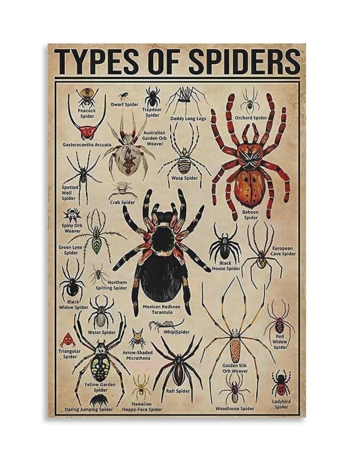 SSOPTMCB Spider Species Identification Chart, Educational Poster on Arachnid Diversity with Orb-Weaver Jumping Spider Tarantula, Science Classroom Decor(Framed,08x12inch(20x30cm))