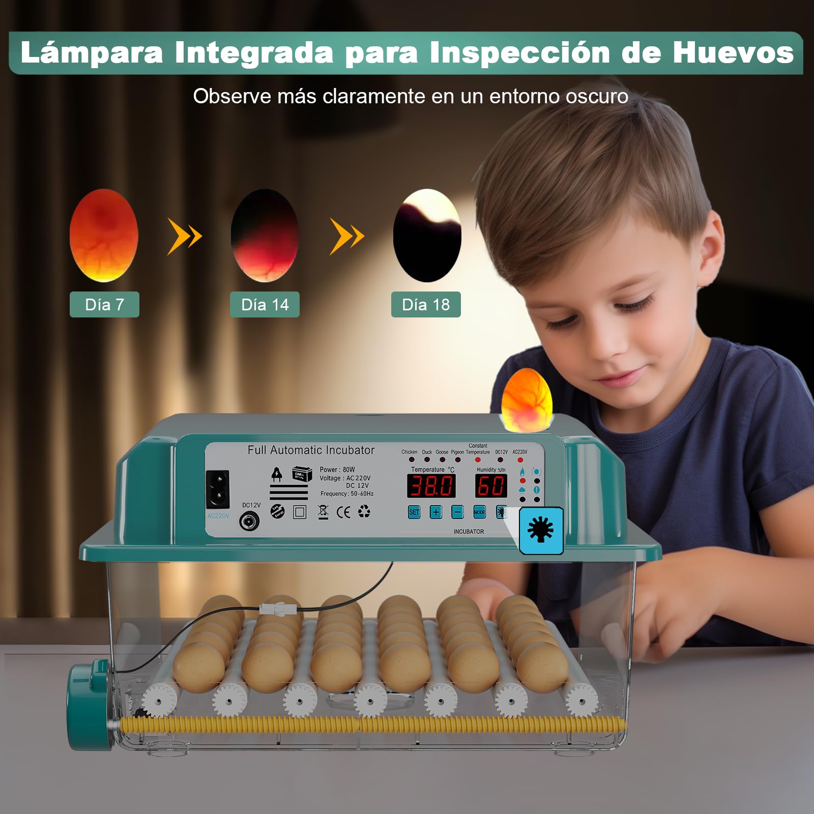 CoInceptus Incubadora Huevos Gallina, Incubadora de 24-36 Huevos con Volteo Automático de Huevos y Adición Automática de Agua, Incubadora con 4 Modos de Incubación Automáticos