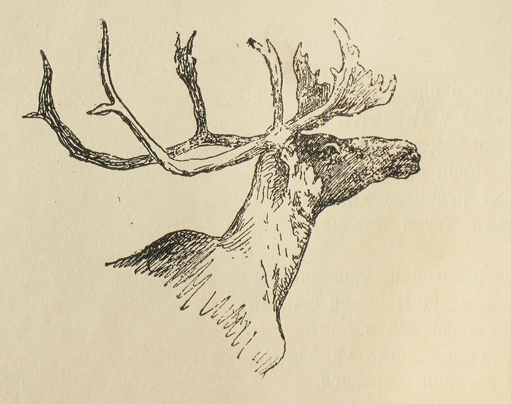 Gravure Stag's Head Frederic Remington impression de qualite archive encadree