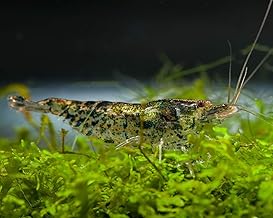 The Algae Eater in the Aquarium: Algae Shrimp, Pack of 10