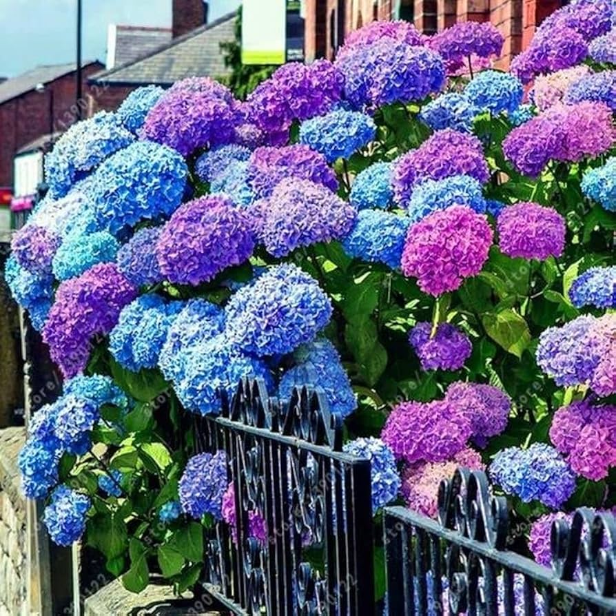 コレクション Hydrangea4937 Flower Rare Seeds Multi-Color Nikko Blue Hydrangea 50 Pcs