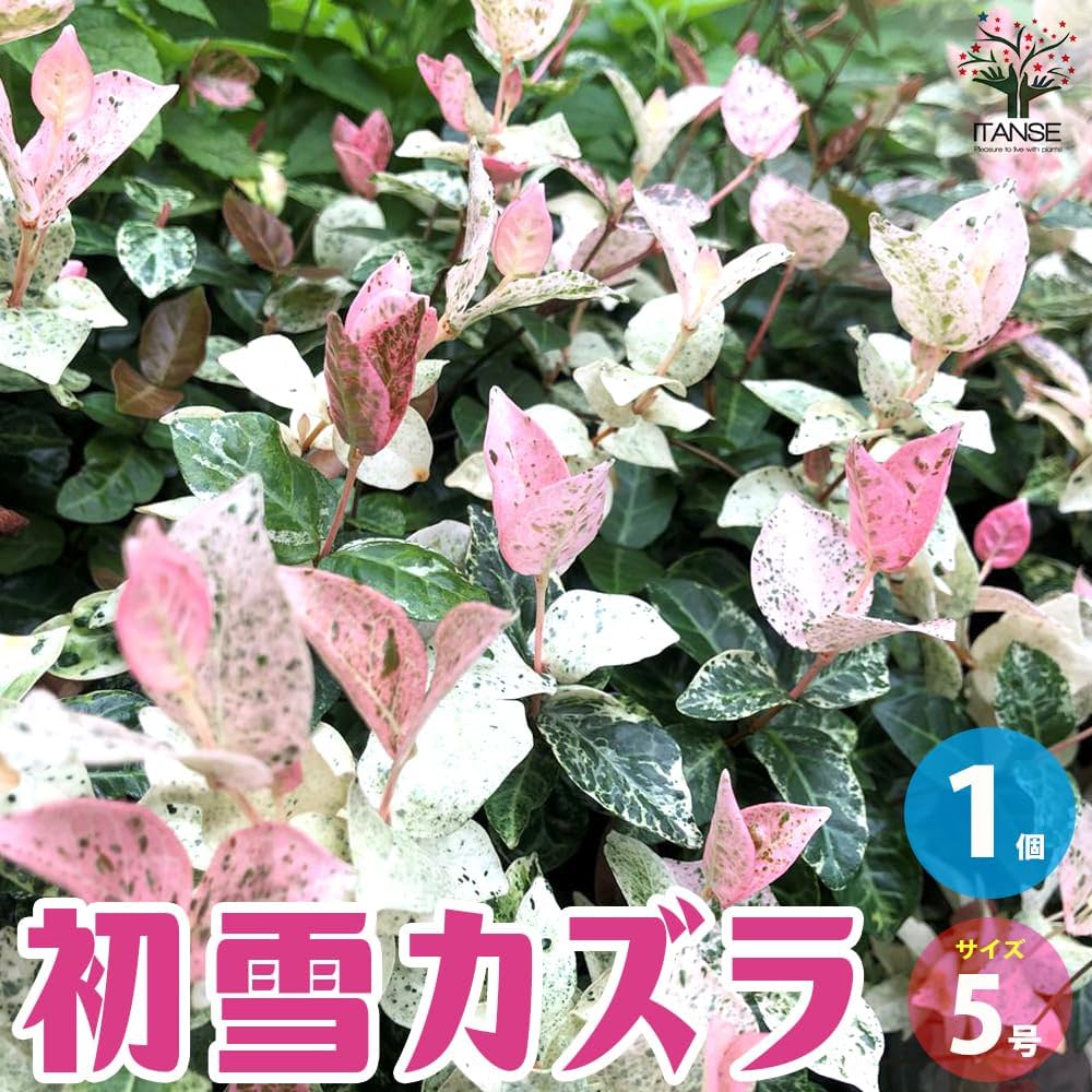 Amazon.co.jp: 初雪カズラ(ハツユキカズラ) 5号鉢 1個売り【品種で