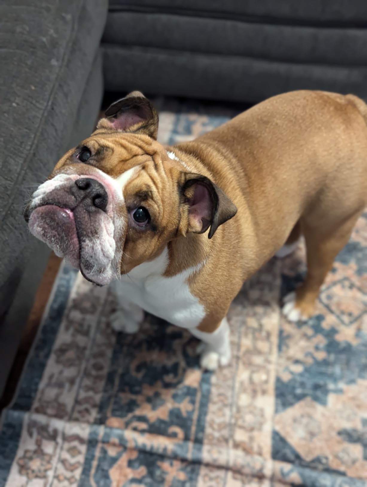 Blue Buffalo Life Protection Formula Adult Dry Dog Food, Chicken & Brown Rice Recipe, Made with Natural Ingredients, Helps Build and Maintain Strong Muscles, 15-lb. Bag photo review