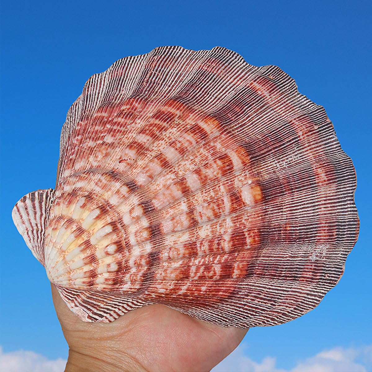 Natürliche Muscheln, 1 Stück große natürliche Muscheln Jakobsmuschel 13–15 cm for Basteln(13~14cm)