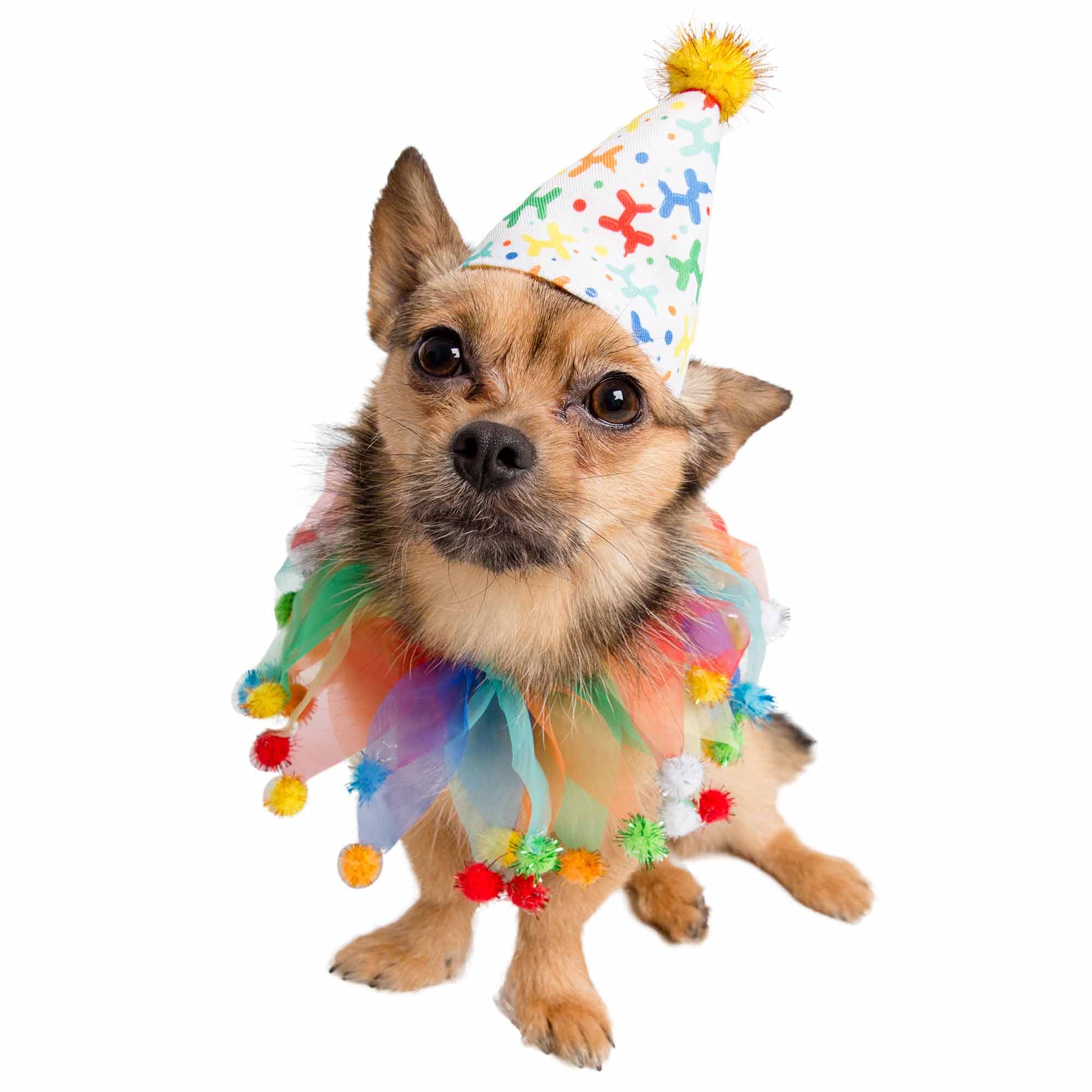 PET KREWE UNLEASH THE PARADEPet Krewe Unleash the Parade Birthday Dog Collar & Hat | Pet Costume for Dogs 1st Birthday, National Cat Day & Celebrations | Birthday Outfit for Small, Medium, Large & XL Cats & Dogs