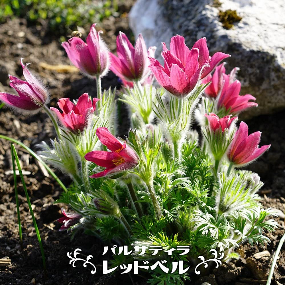 レア 熱帯果樹]アマゾン・ルビー 苗 ユーゲニア・パトリシー