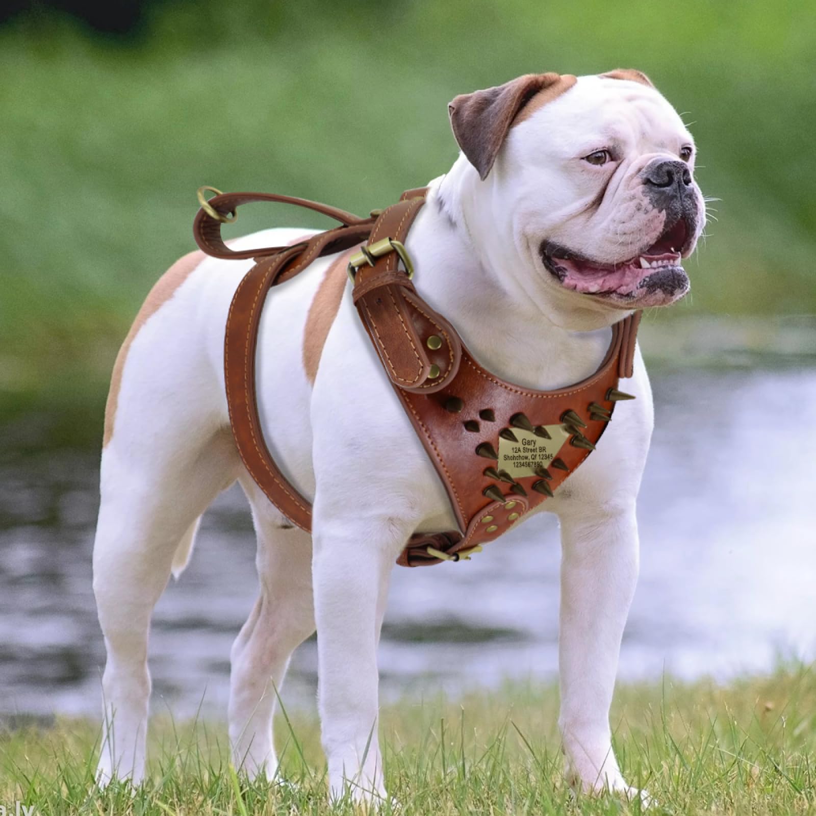 Pettorina Per Cani In Pelle Resistente Personalizzata Pettorina Per Cani Personalizzata Gilet Per Addestramento Per Cani Pettorina Per Feste Con Etichetta Anti-smarrimento Targhetta Maniglia