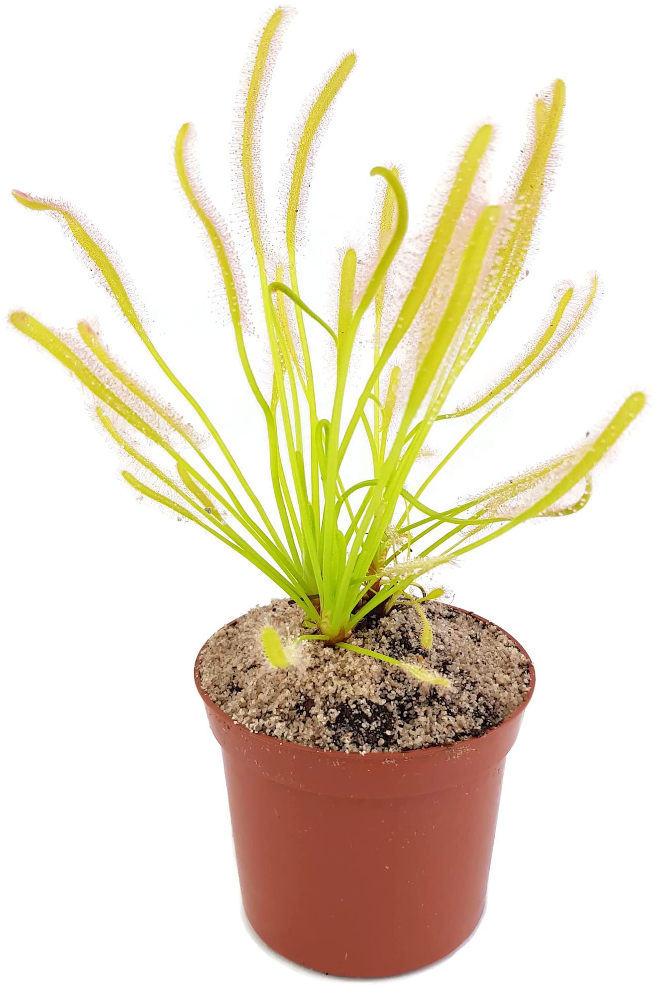 Drosera Capensis Alba - Sonnentau im Ø 9 cm Topf - fleischfressende Pflanze