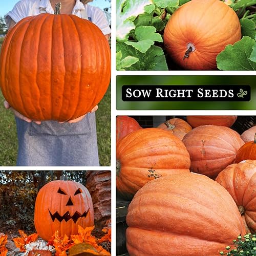 Miniatura 4 de Sow Right Seeds - Semillas de calabaza Big Max para plantar - Paquete de reliquia sin OMG con instrucciones para plantar un huerto casero - Variedad