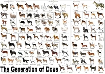 Amazon 犬の系統図 最新版 A1サイズ The Generation Of Dogs アートワーク ポスター オンライン通販